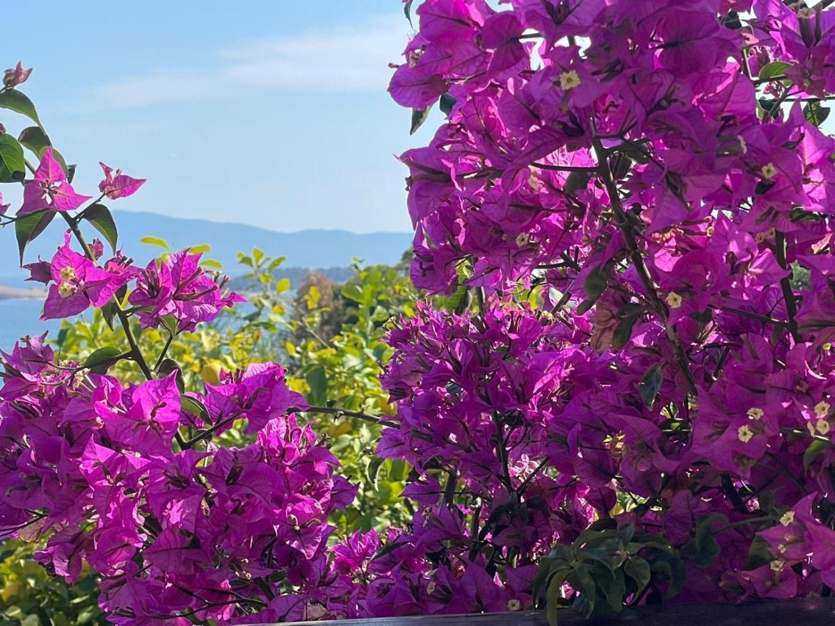Viva Properties Ouranoupoli Esterno foto